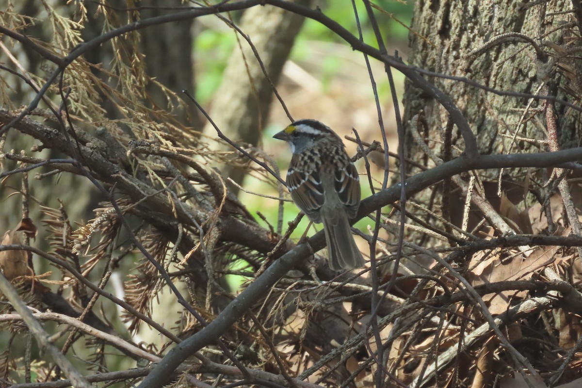 White-throated Sparrow - ML617827279