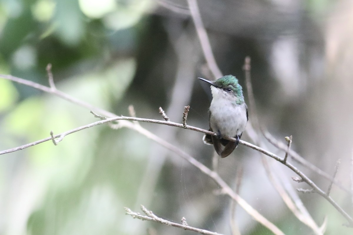 Antillean Crested Hummingbird - ML617827281