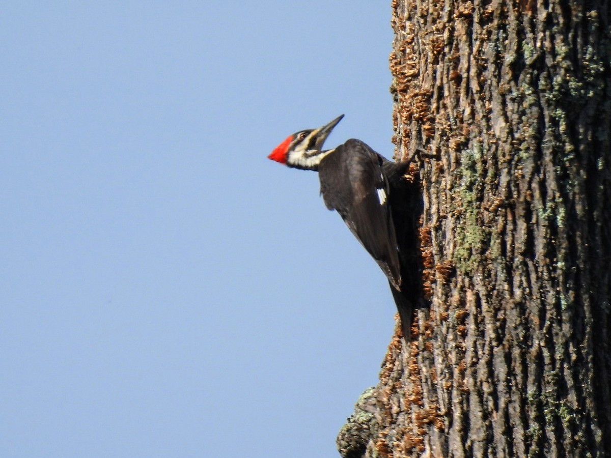 Pileated Woodpecker - Kristy Eleftheriou