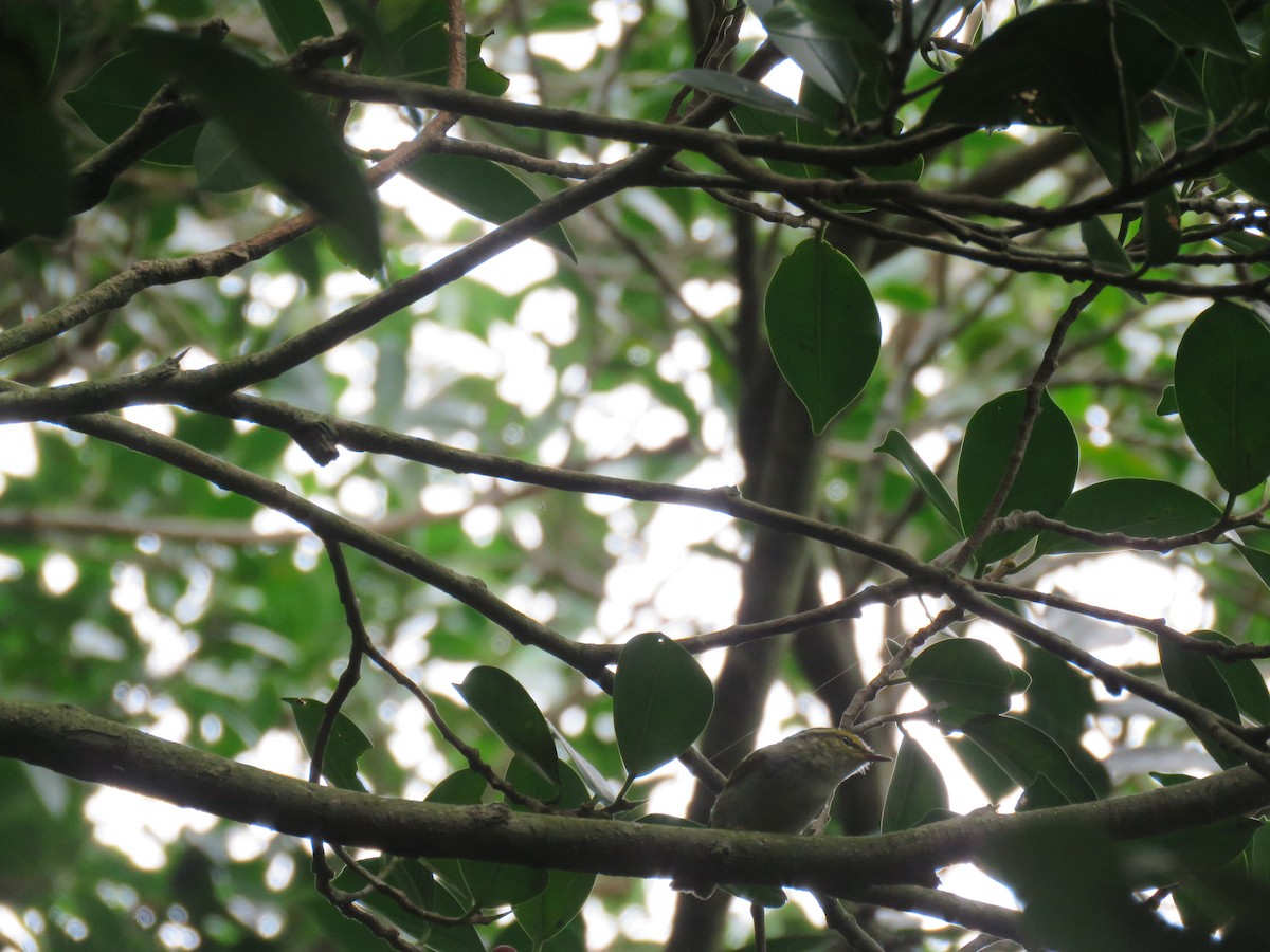 Pallas's Leaf Warbler - ML617827298