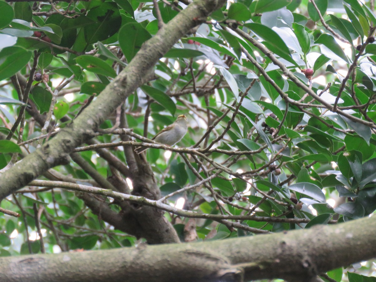 Pallas's Leaf Warbler - ML617827300
