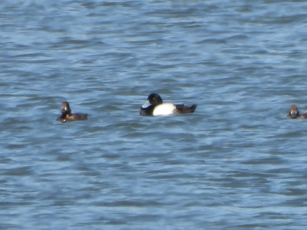 Greater Scaup - ML617827308