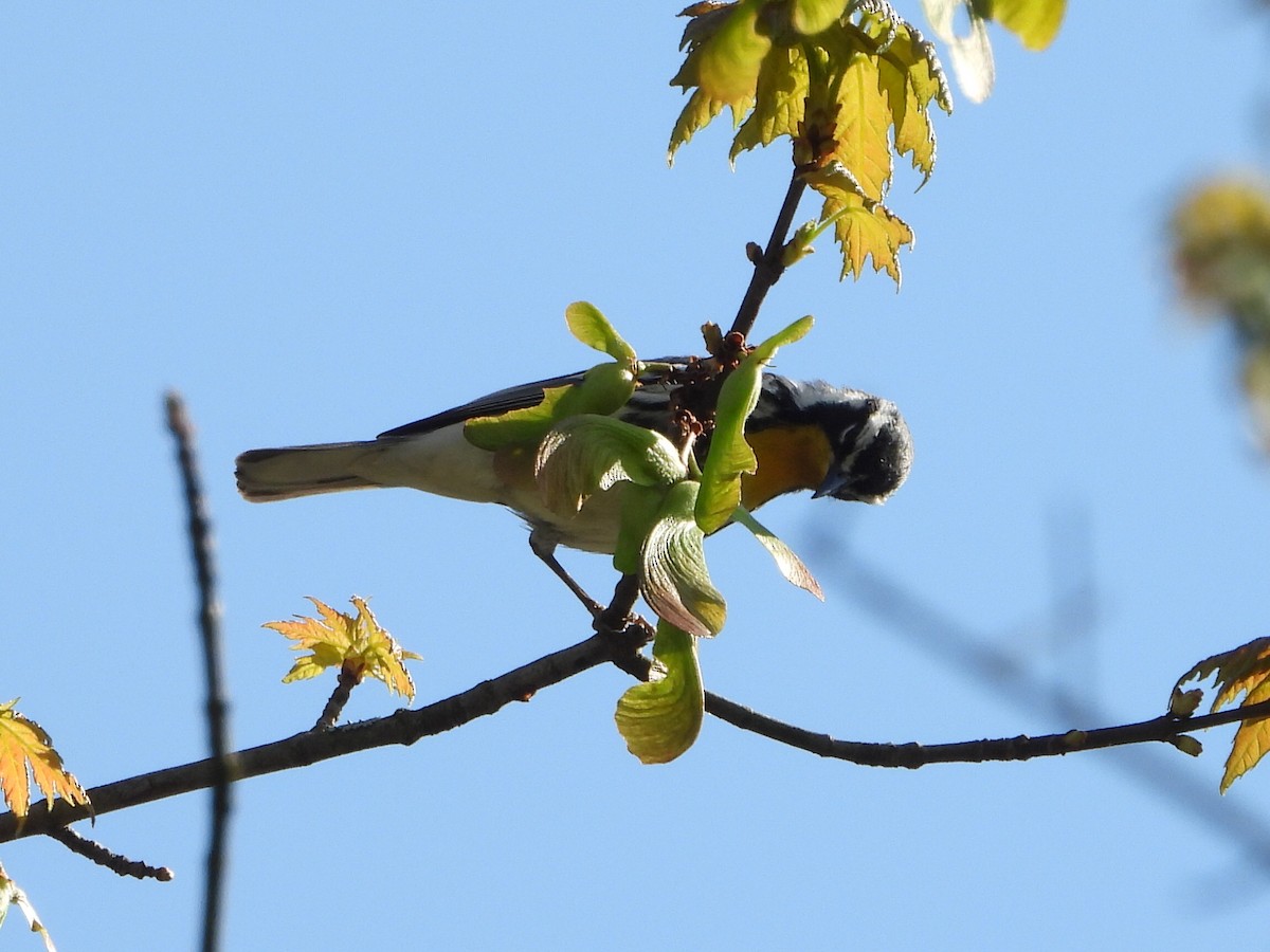 Yellow-throated Warbler - ML617827318