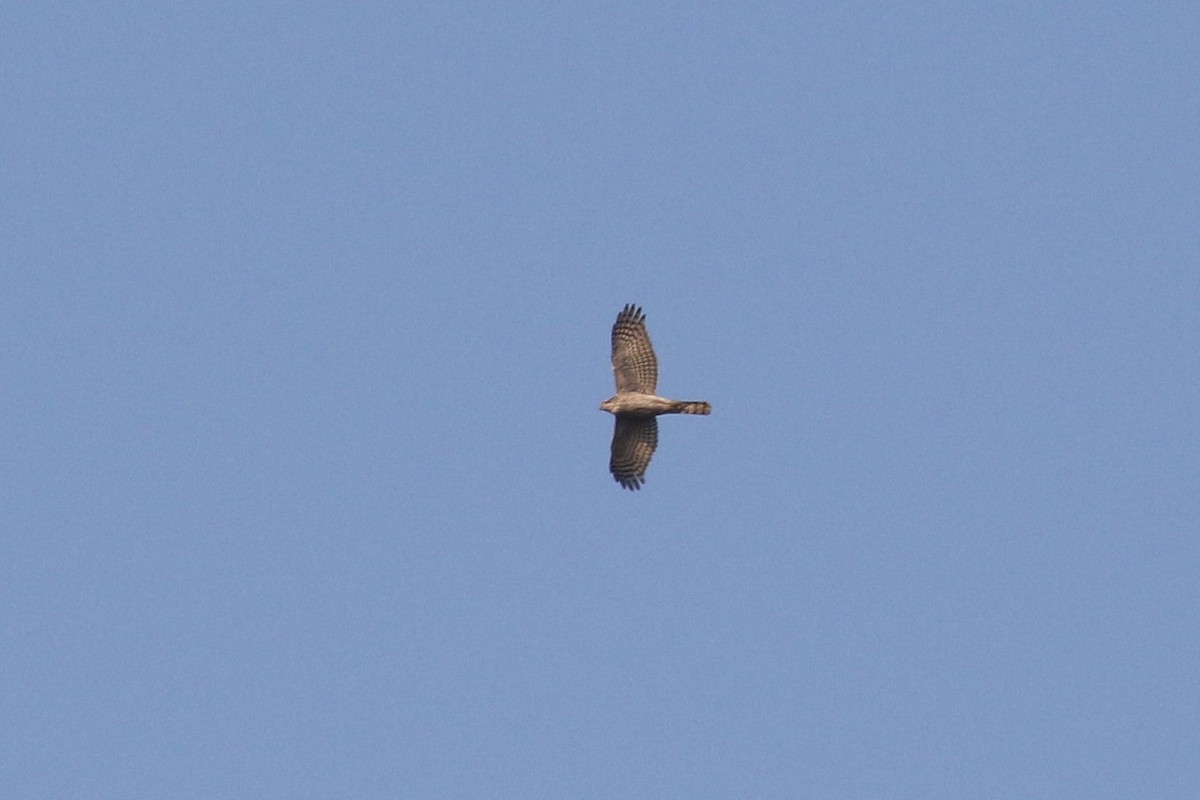 Eurasian Sparrowhawk - ML617827333