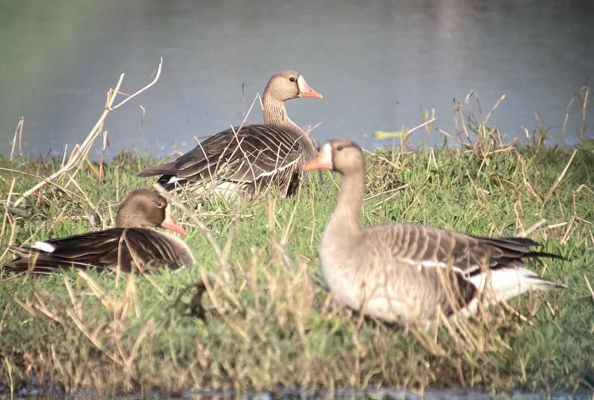 Greater White-fronted Goose - ML617827335