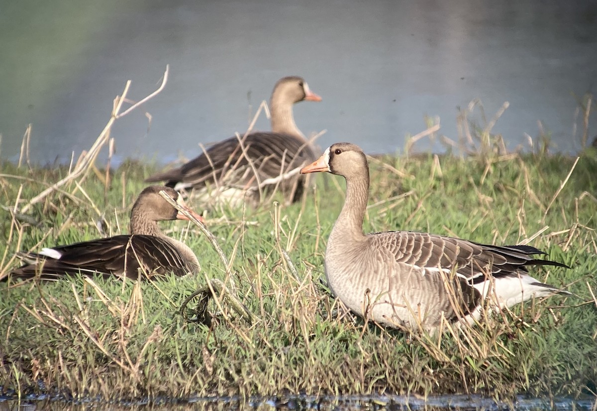 Greater White-fronted Goose - ML617827336