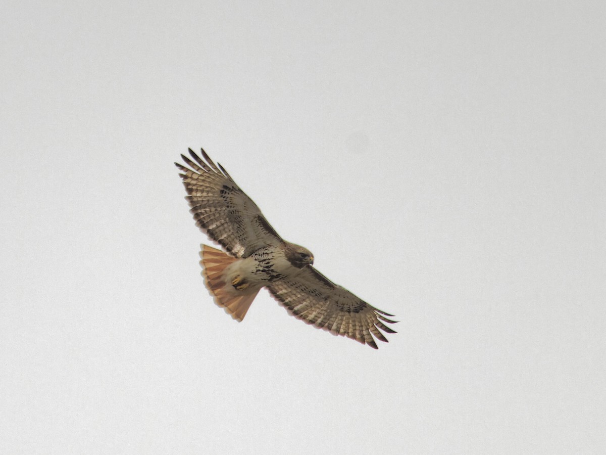 Red-tailed Hawk (borealis) - ML617827342
