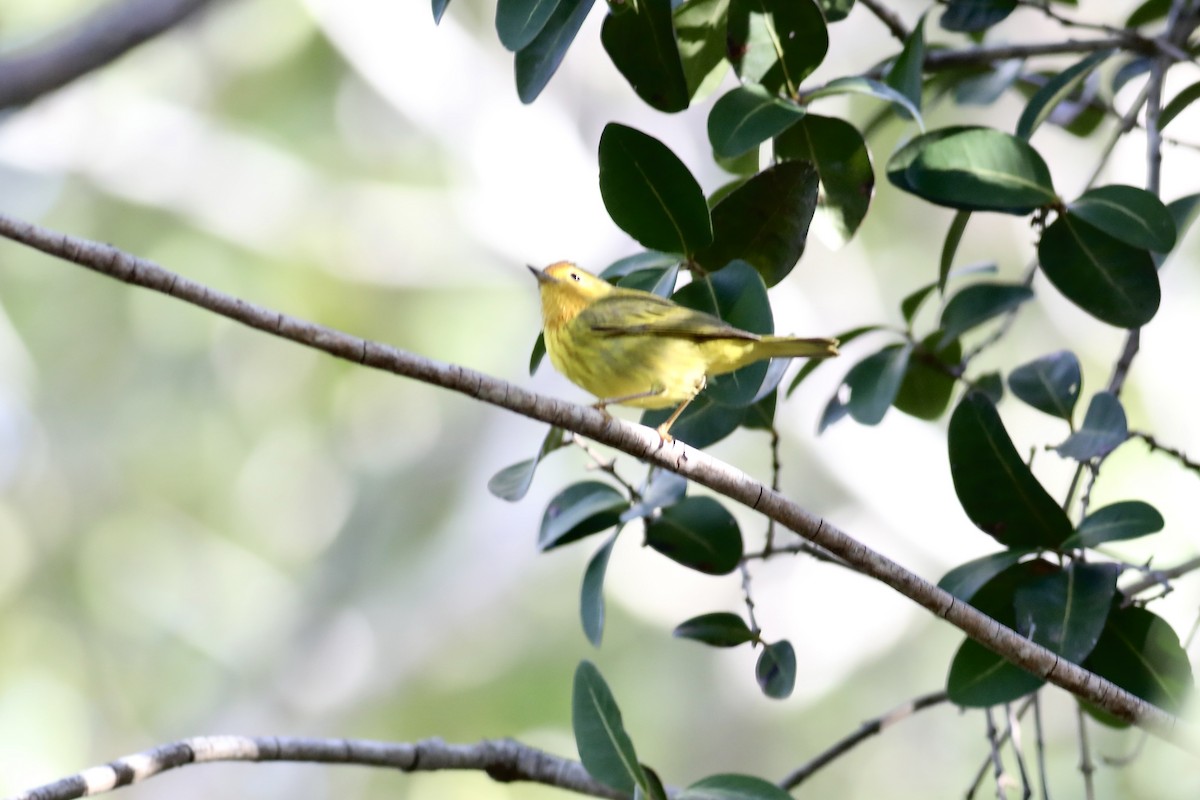 Yellow Warbler (Golden) - ML617827379
