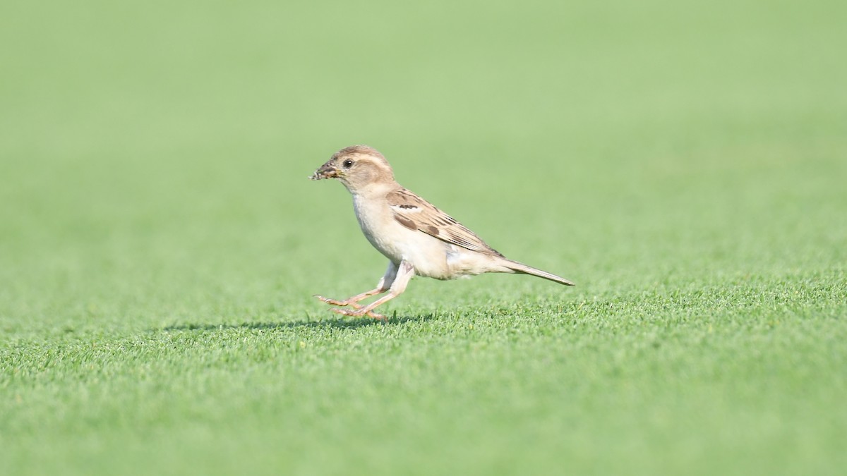 House Sparrow (Indian) - ML617827384