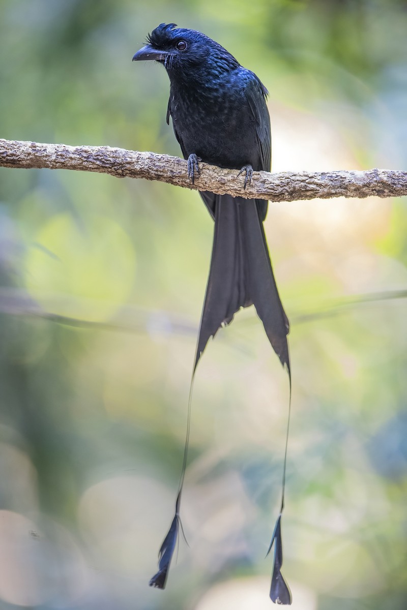 Greater Racket-tailed Drongo - ML617827427
