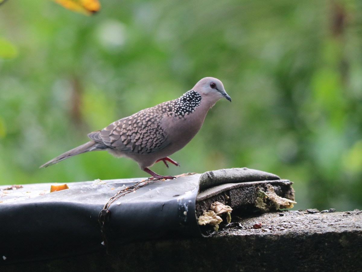 Spotted Dove - ML617827429