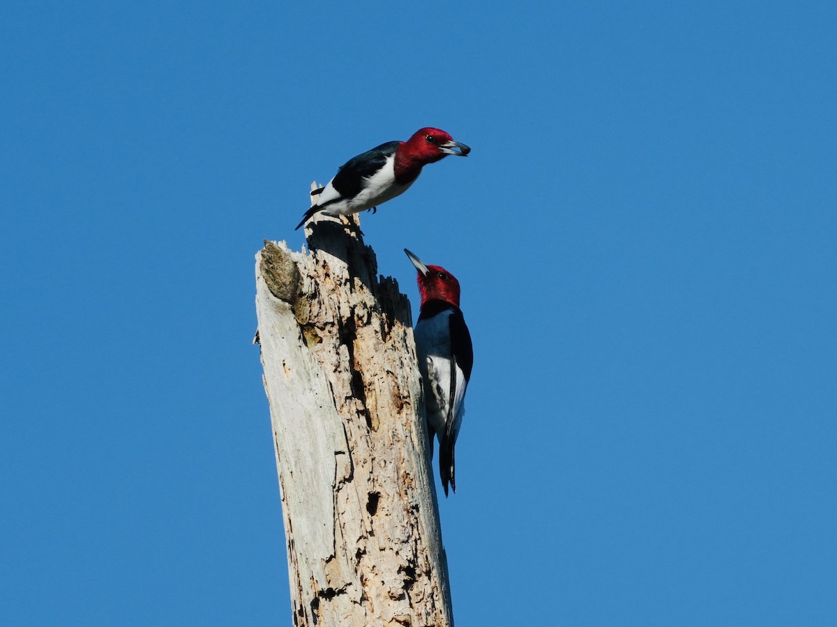 Red-headed Woodpecker - ML617827434