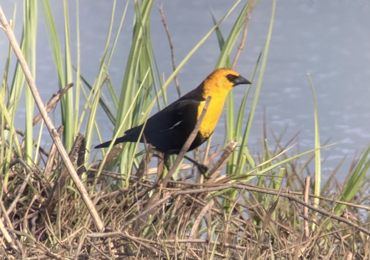Yellow-headed Blackbird - Tony Kurz