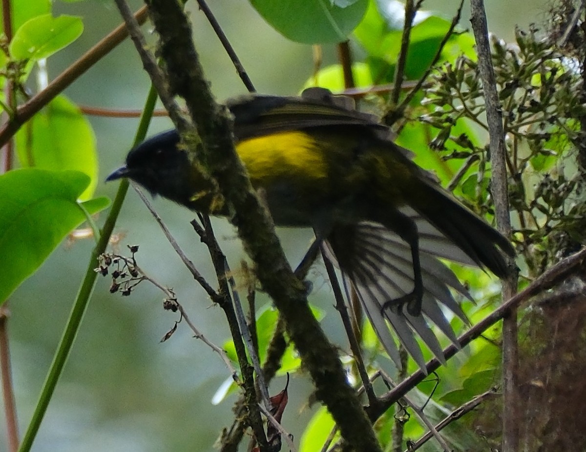 Black-and-yellow Silky-flycatcher - Lori Bellis