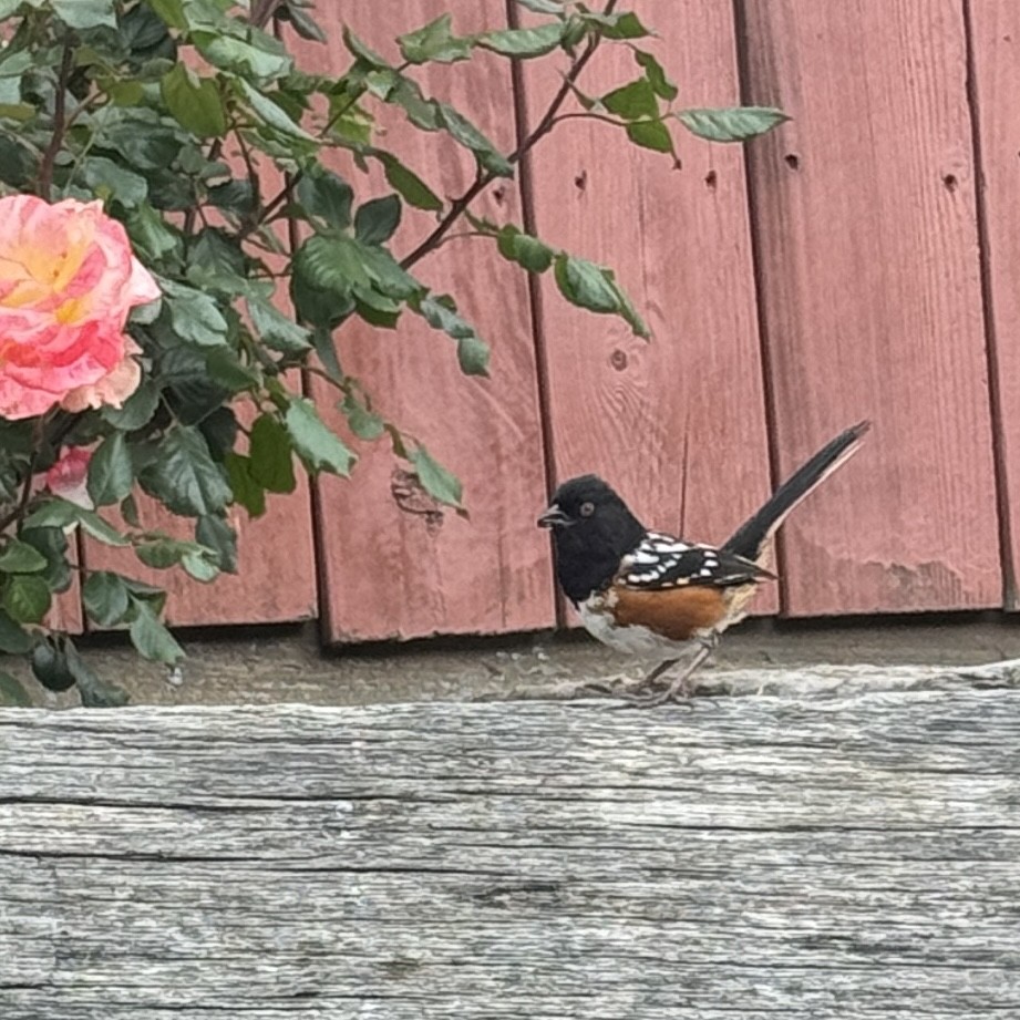 Spotted Towhee - Linda Signal