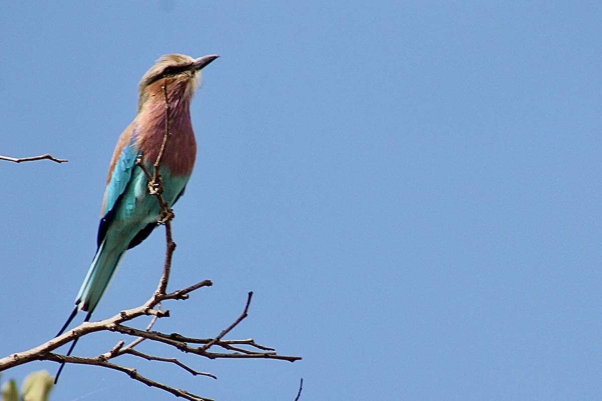 Lilac-breasted Roller - ML617827535