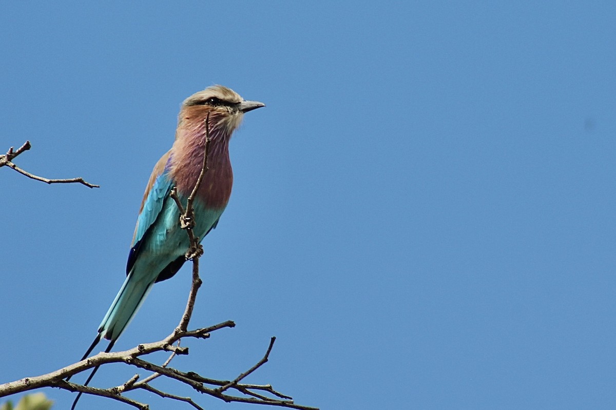 Lilac-breasted Roller - ML617827536
