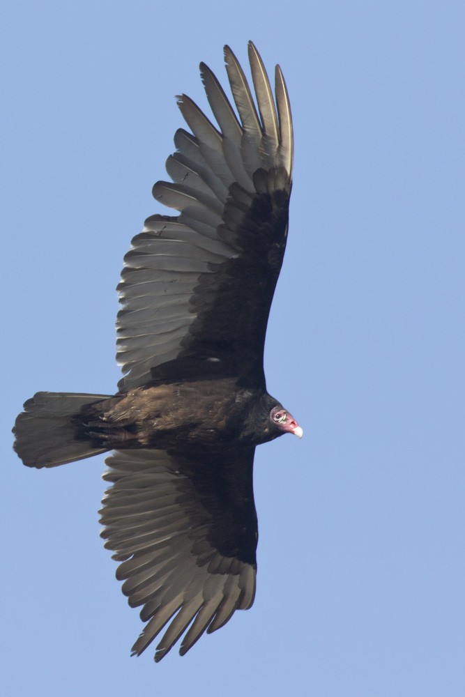 Turkey Vulture - ML617827556