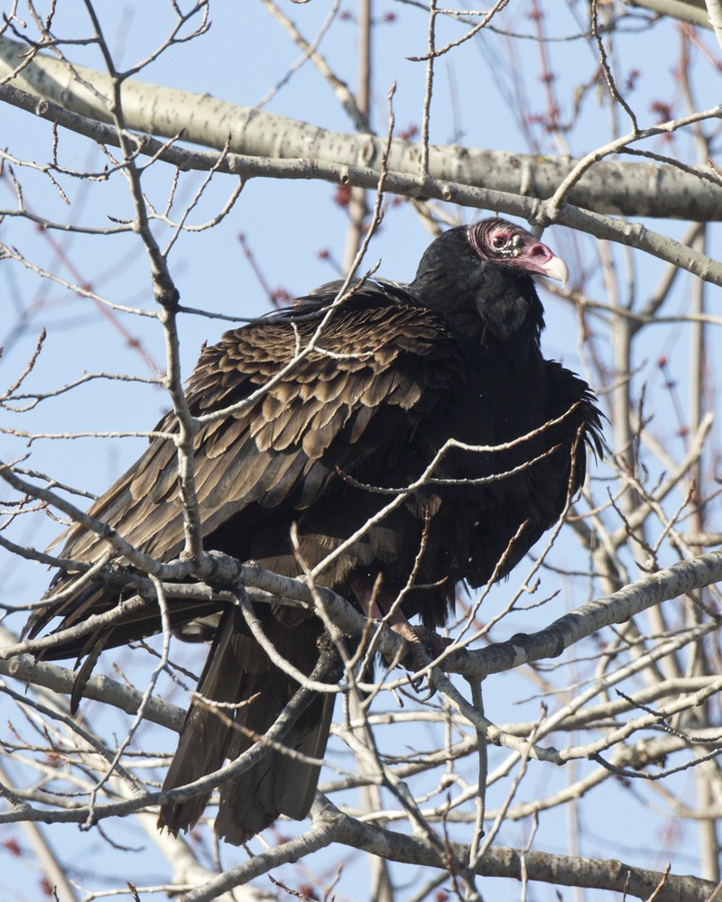 Turkey Vulture - pierre martin