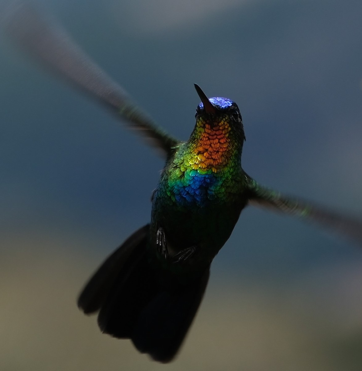 Fiery-throated Hummingbird - ML617827558