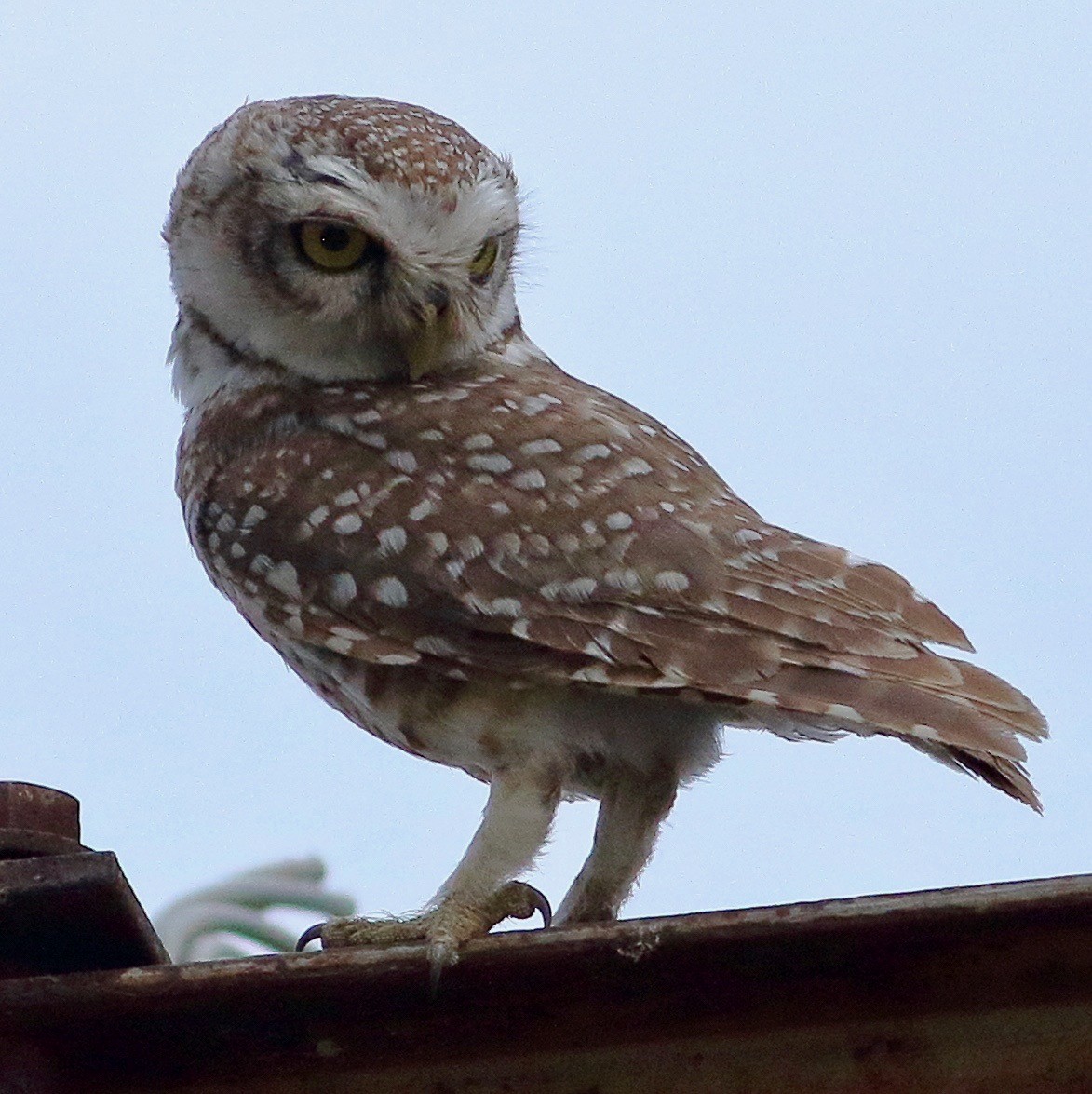Spotted Owlet - ML617827571