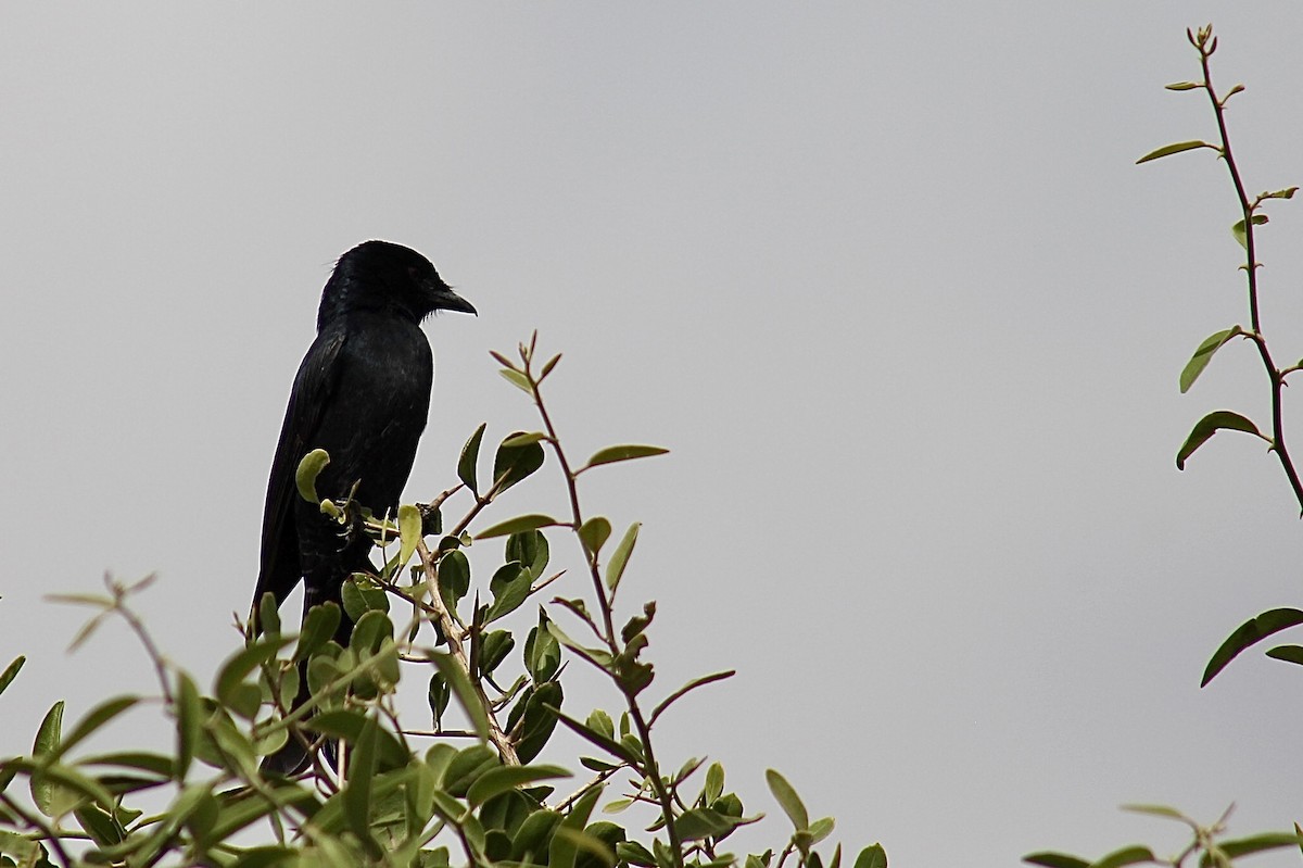 Fork-tailed Drongo - ML617827591