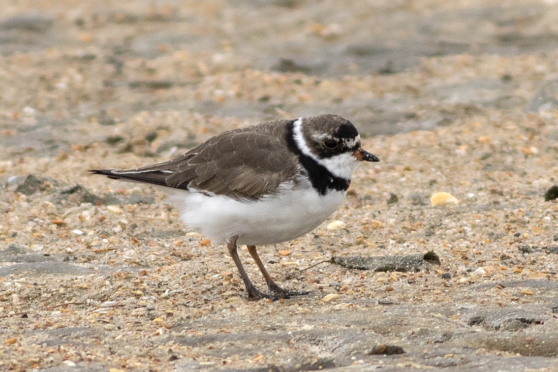 Semipalmated Plover - Martin Wall