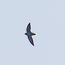 Short-tailed Swift - ML617827609