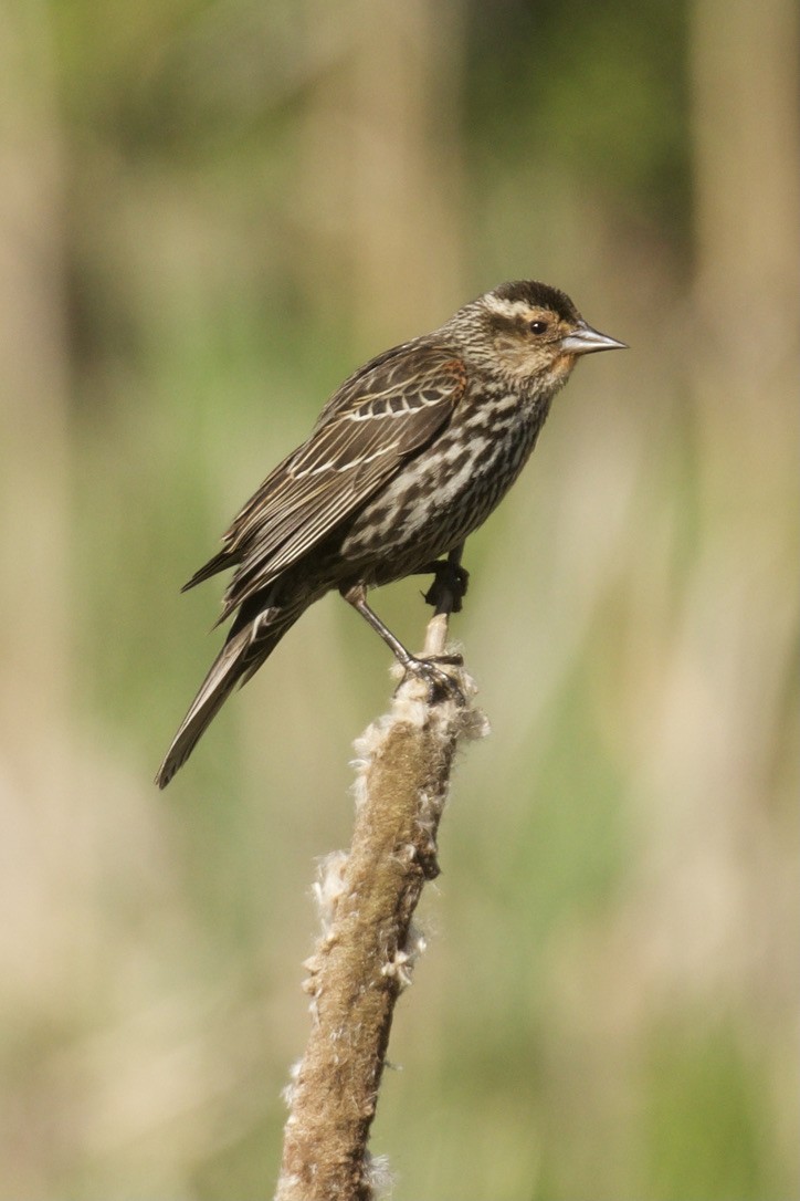 Red-winged Blackbird (Red-winged) - ML617827610