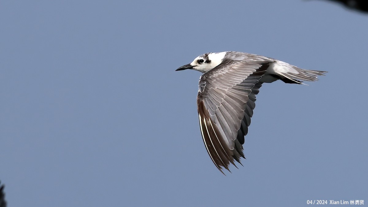 White-winged Tern - Lim Ying Hien