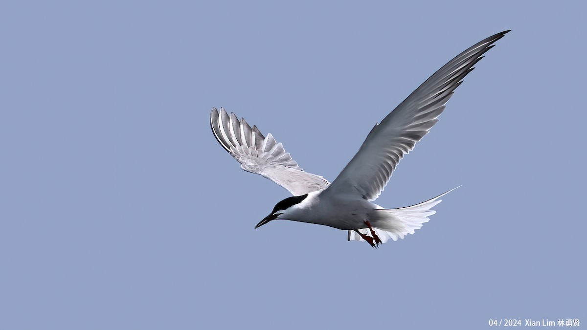 Common Tern - ML617827620