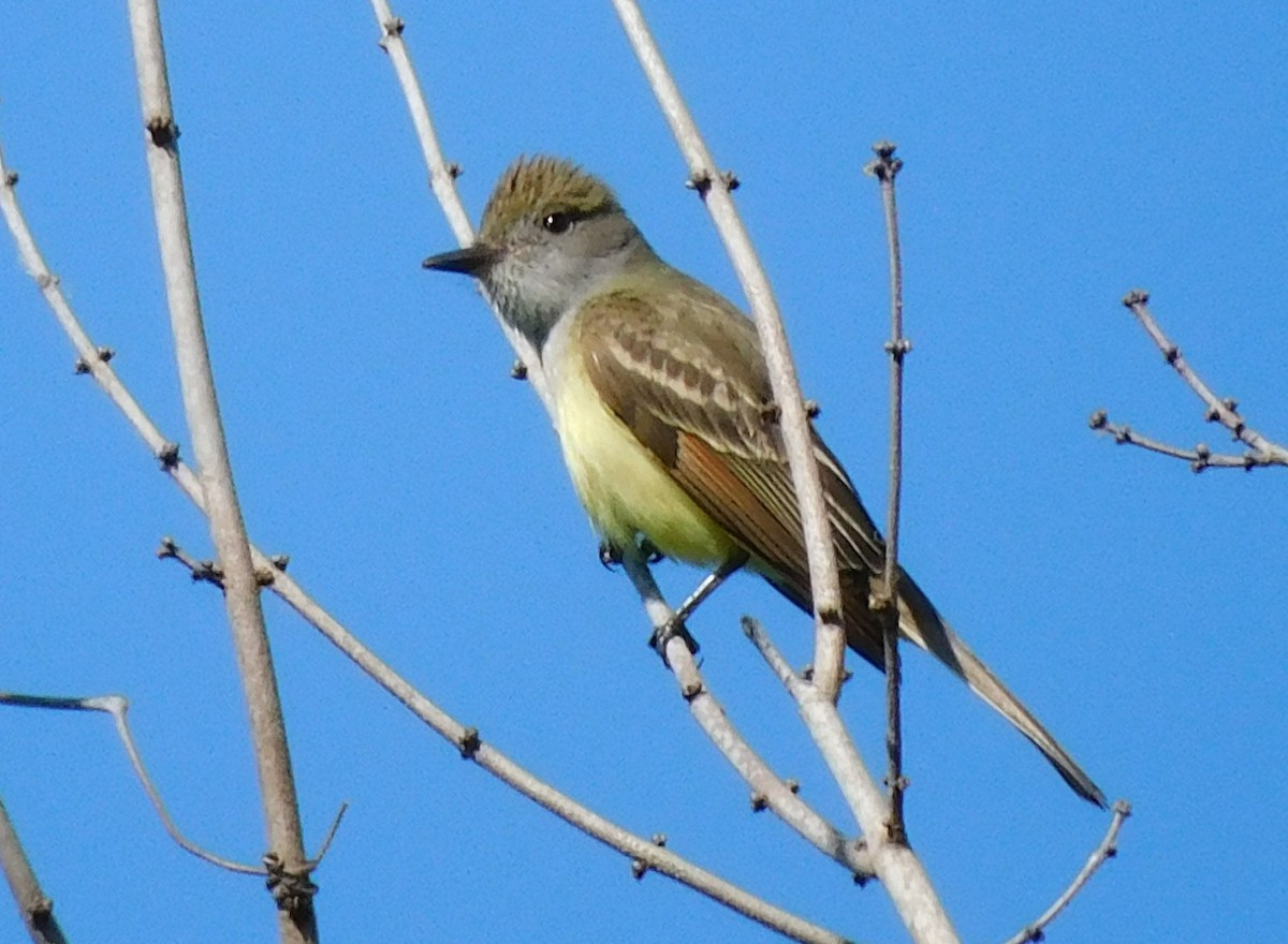 Great Crested Flycatcher - ML617827627