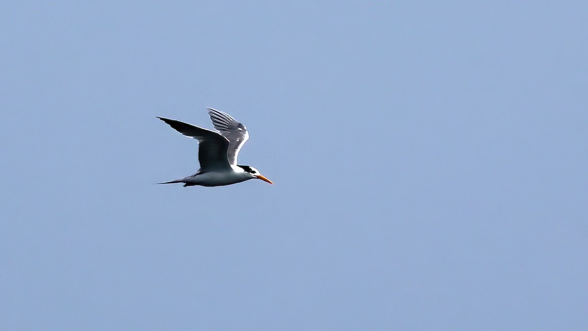 Lesser Crested Tern - ML617827641