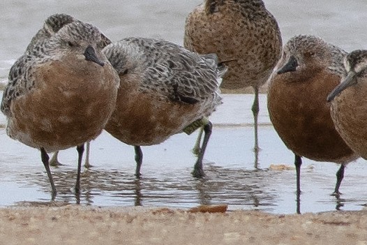 Red Knot - Martin Wall