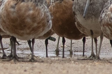 Red Knot - ML617827646