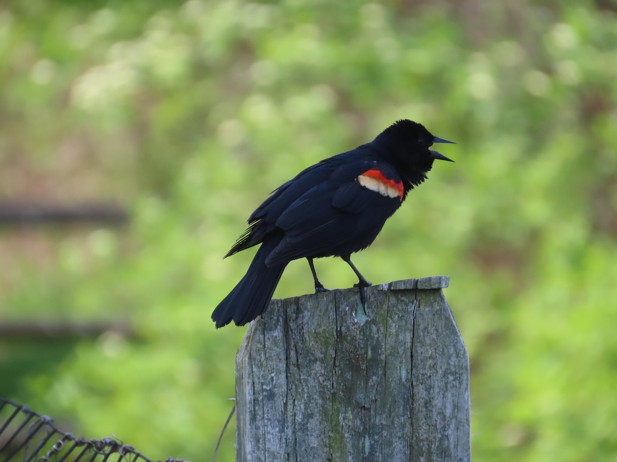 Red-winged Blackbird - ML617827807