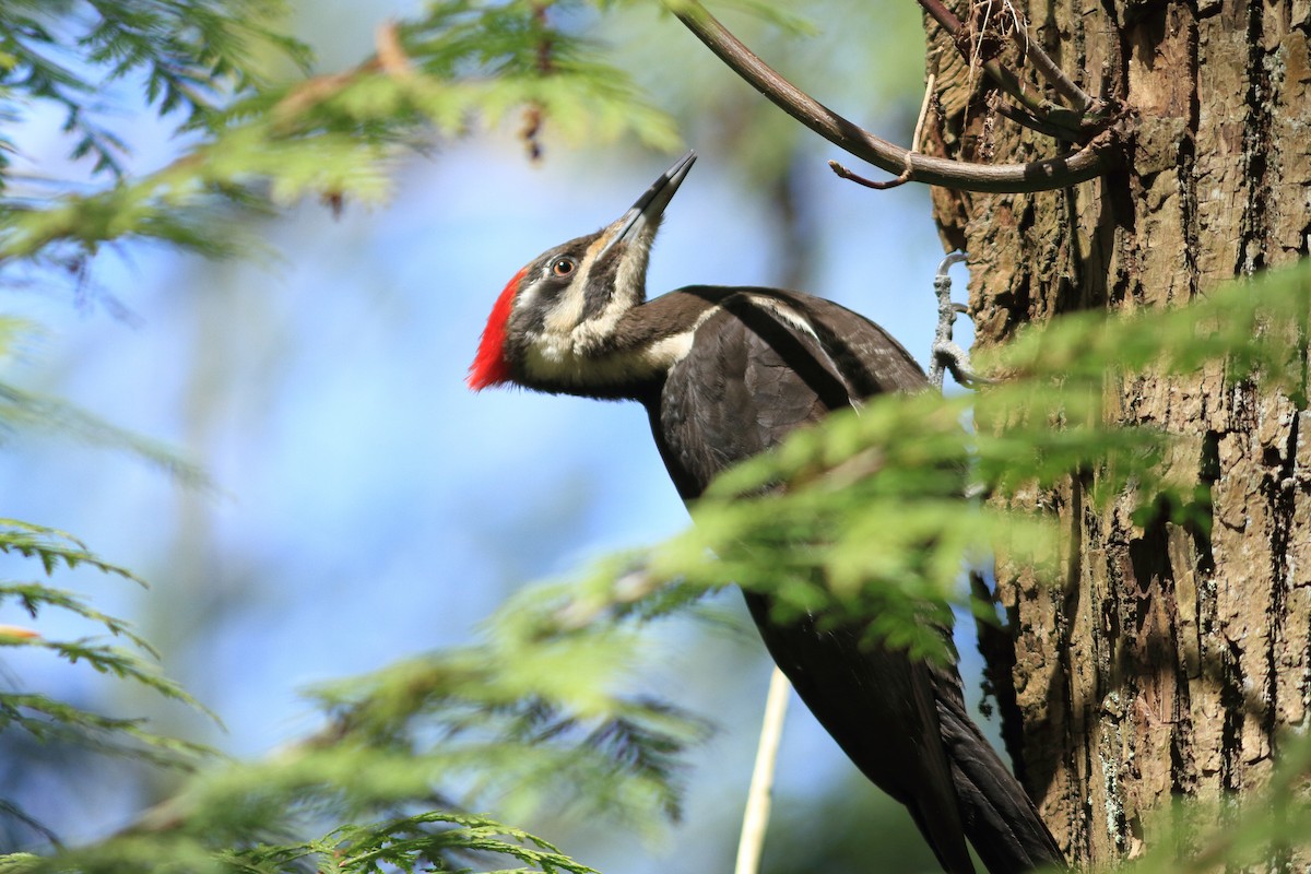 Pileated Woodpecker - James McKenzie