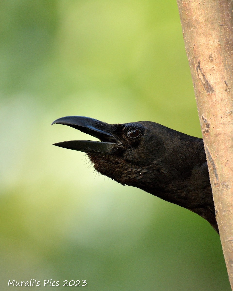 Large-billed Crow (Eastern) - Murali Rajagopalan