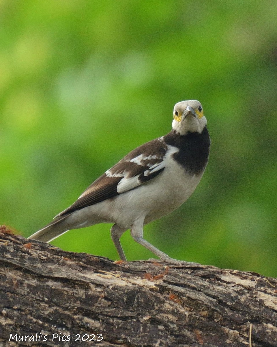 Black-collared Starling - Murali Rajagopalan
