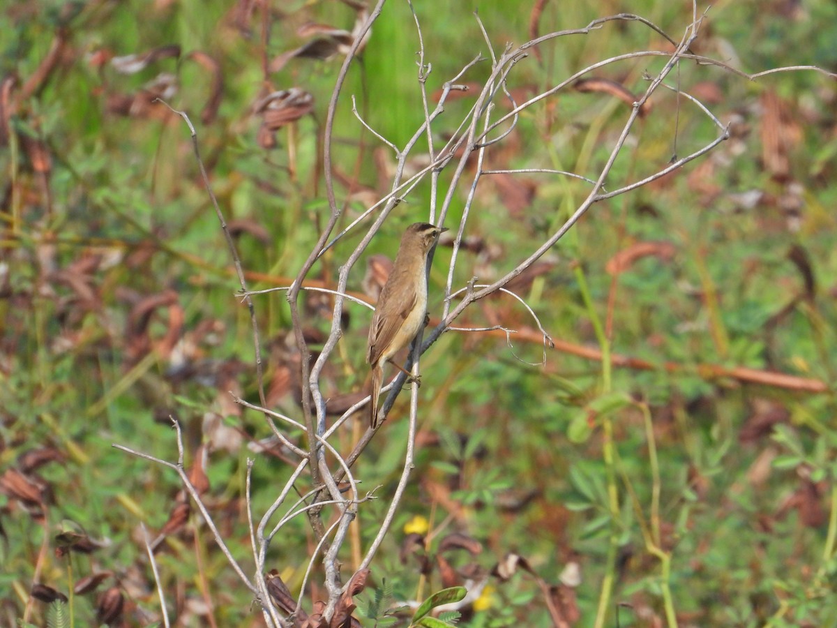Black-browed Reed Warbler - Nick 6978