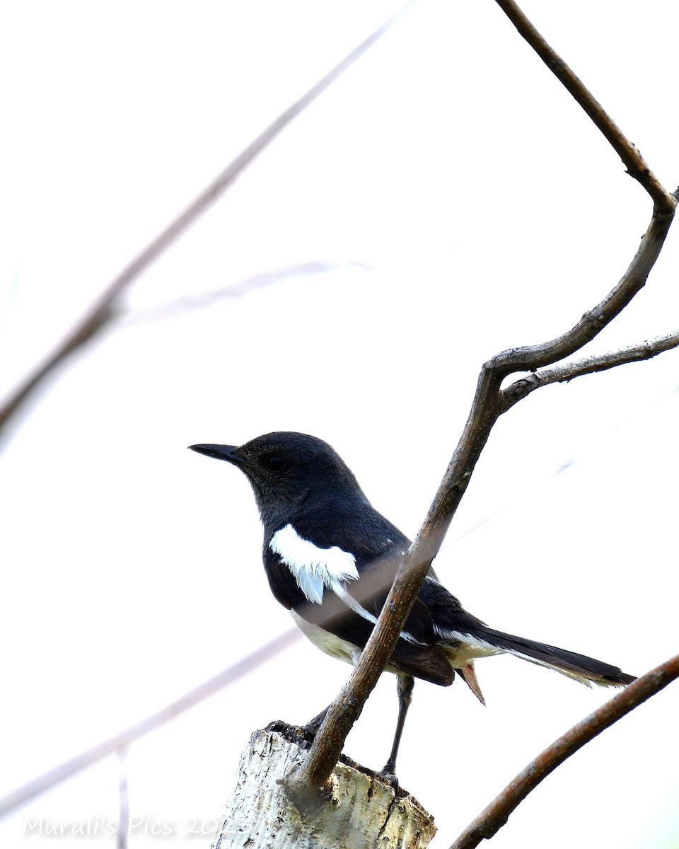 Oriental Magpie-Robin - Murali Rajagopalan