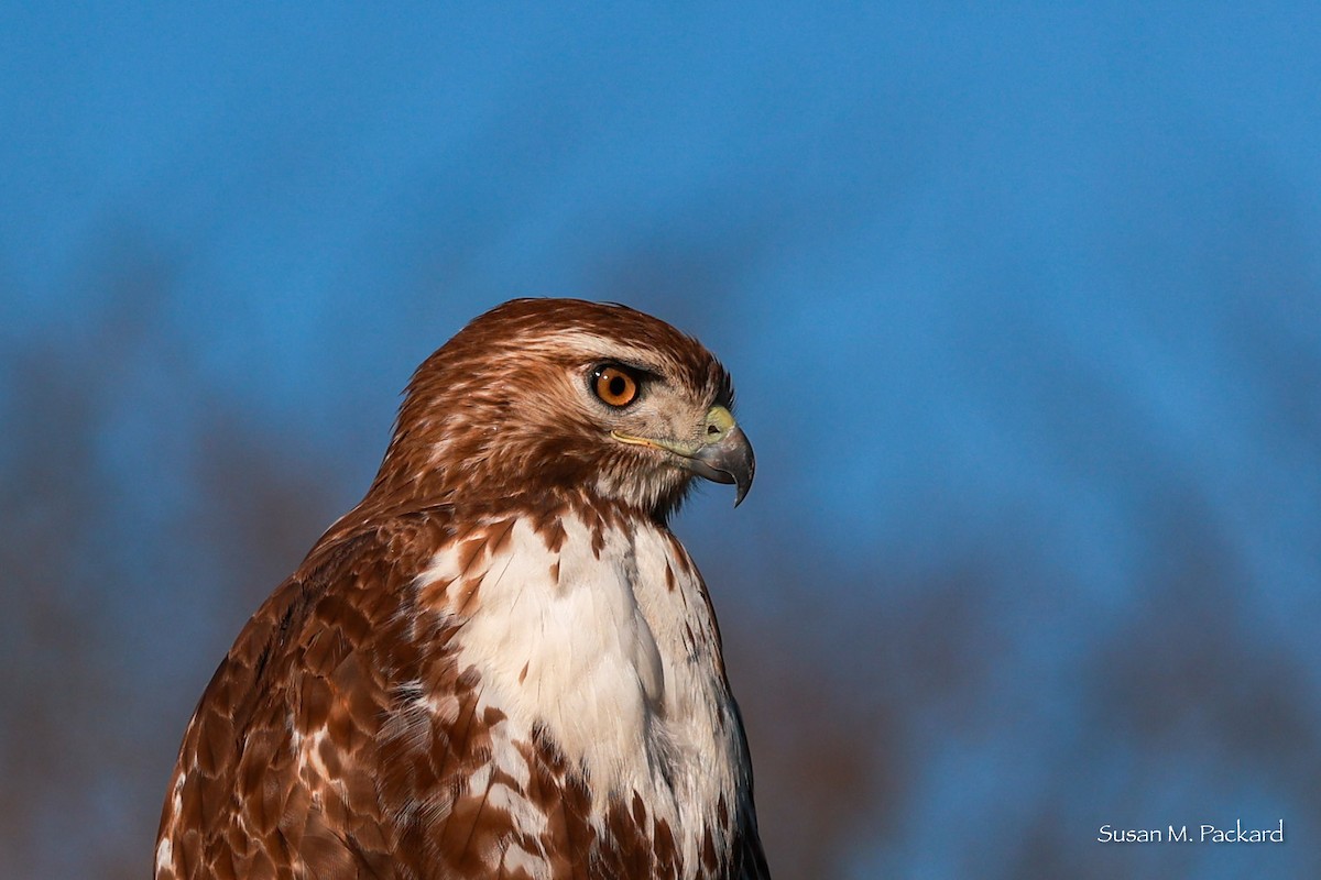 Red-tailed Hawk - ML617827907
