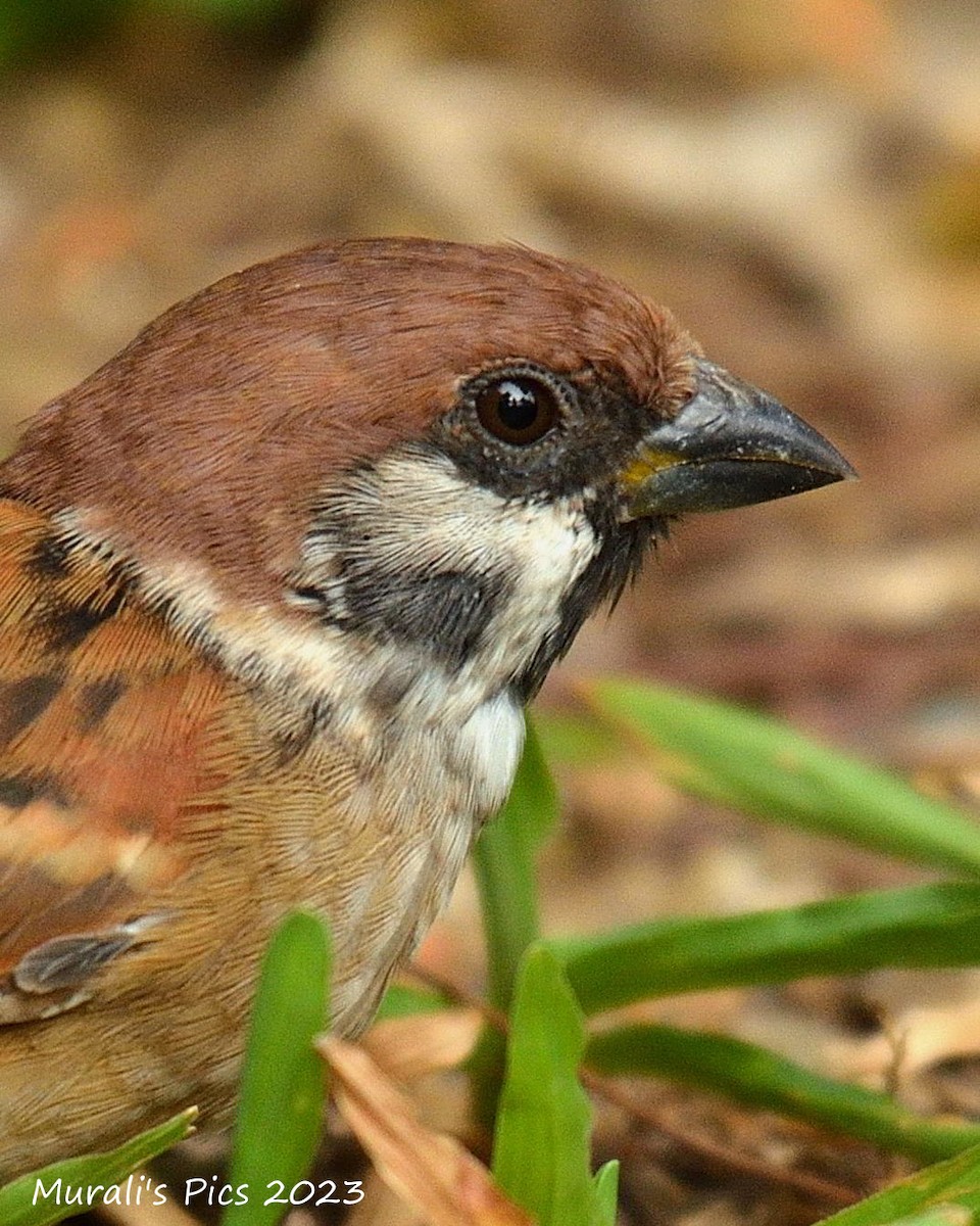 Eurasian Tree Sparrow - ML617827915