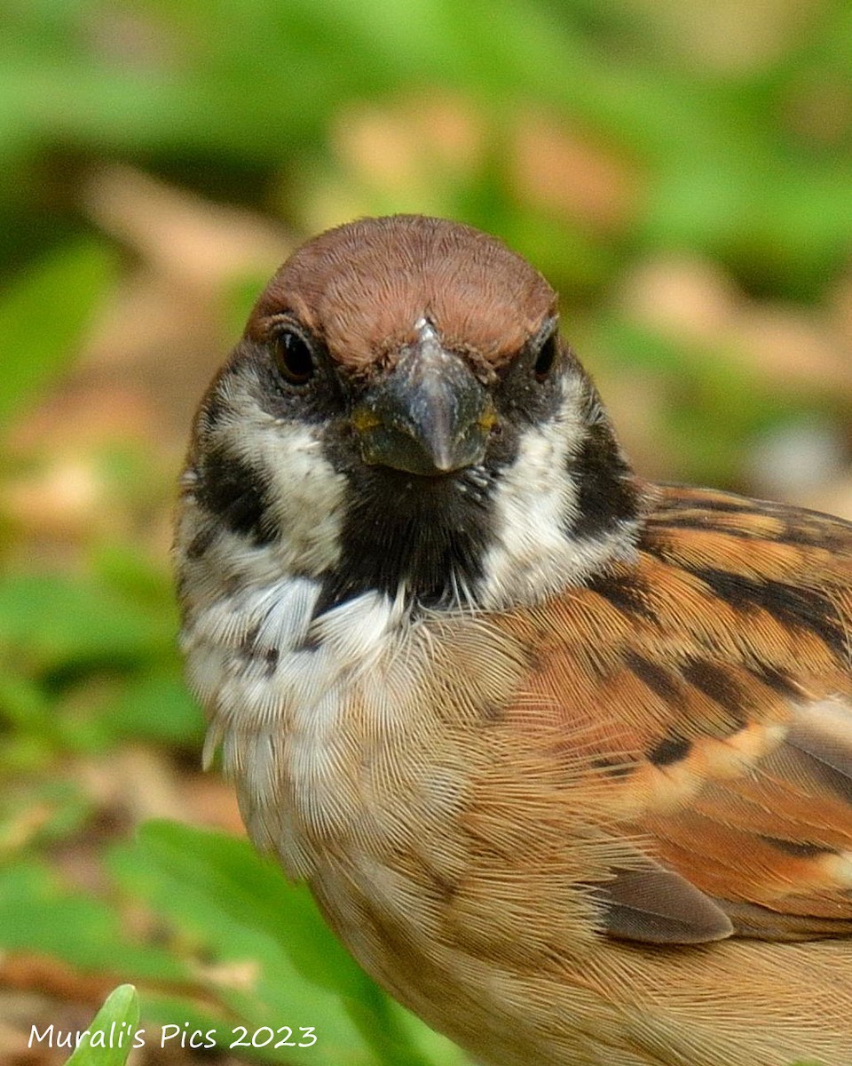 Eurasian Tree Sparrow - Murali Rajagopalan