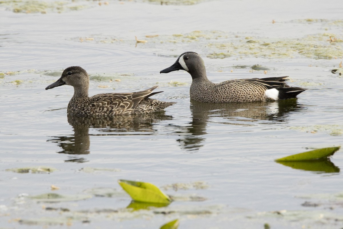 Blue-winged Teal - ML617827998