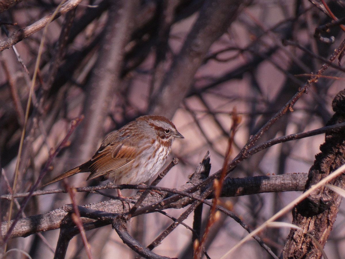 Song Sparrow (montana/merrilli) - ML617828023