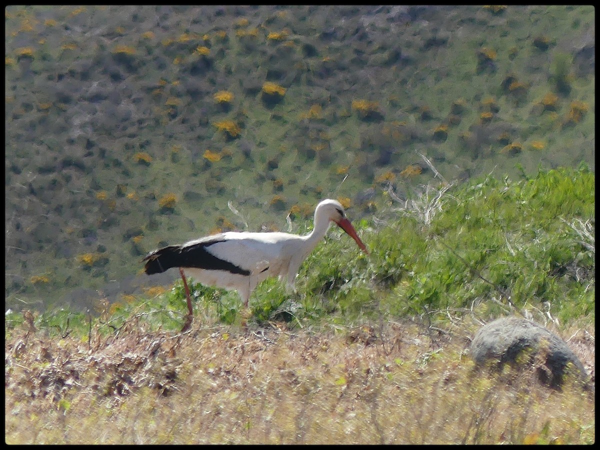 White Stork - ML617828024