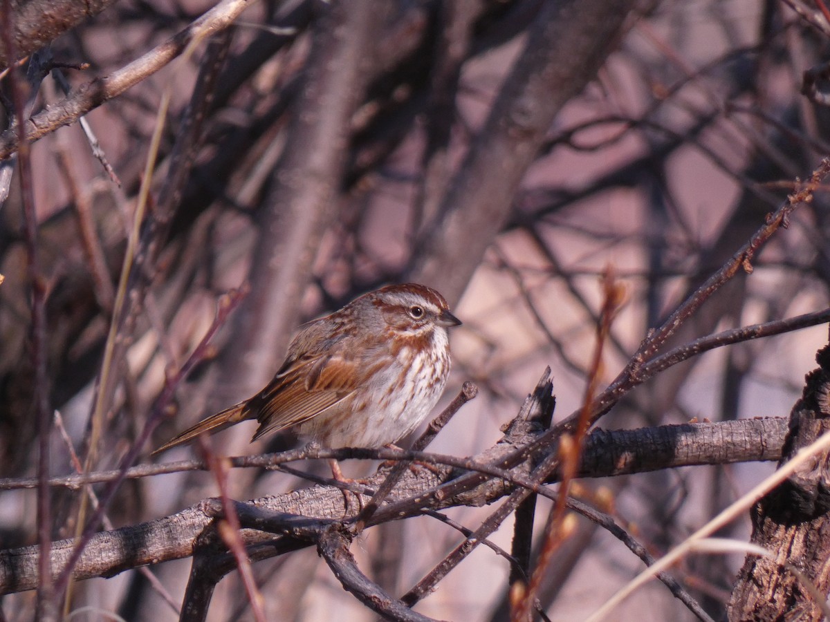 Song Sparrow (montana/merrilli) - ML617828028