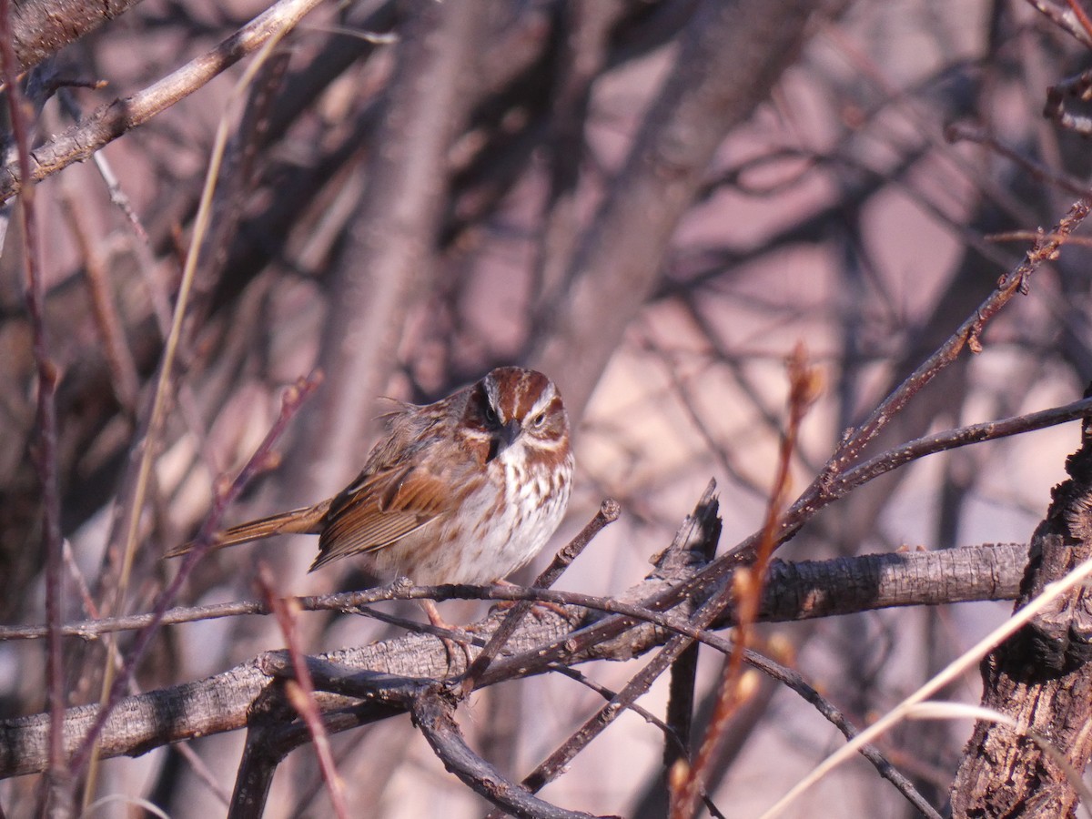 Song Sparrow (montana/merrilli) - ML617828059