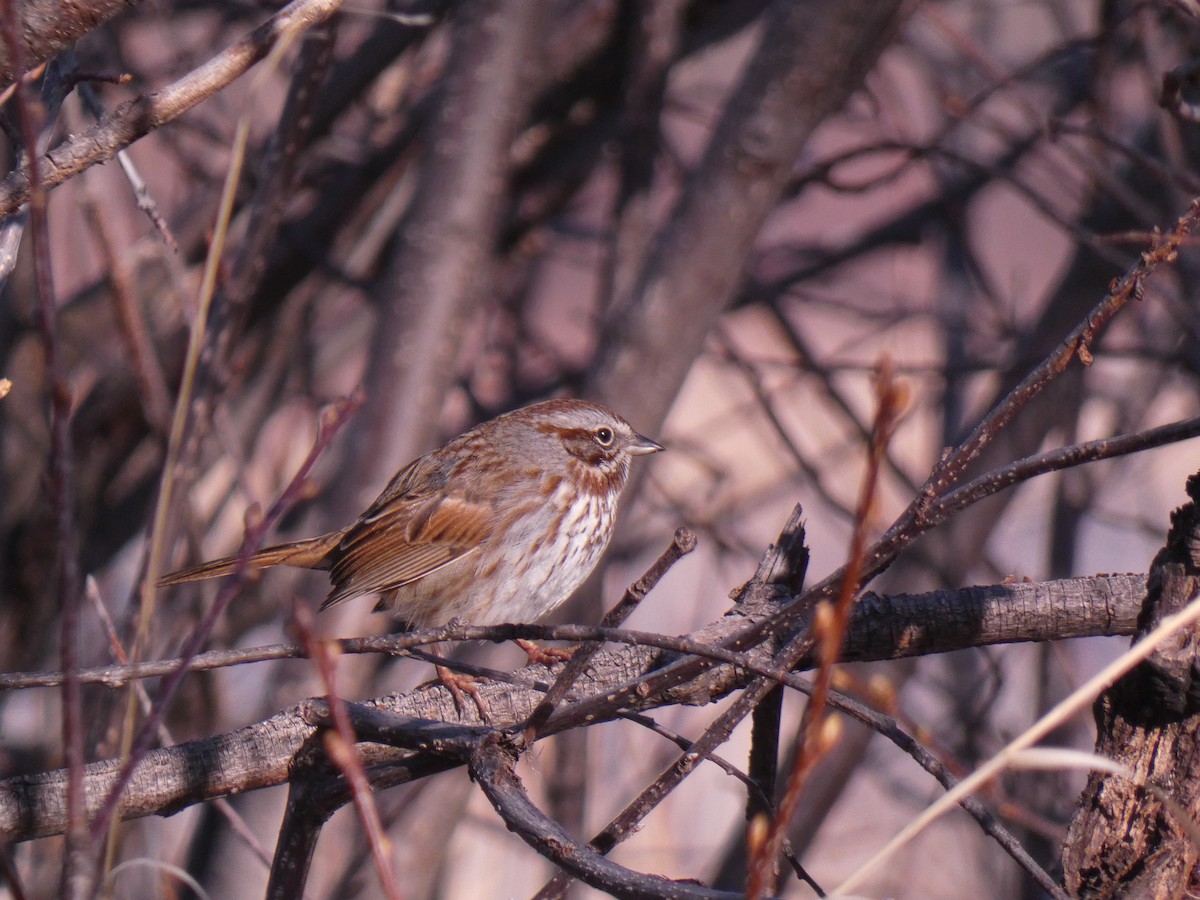 Song Sparrow (montana/merrilli) - ML617828064